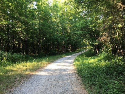 A winding gravel path through a lush green forest, surrounded by trees and underbrush.