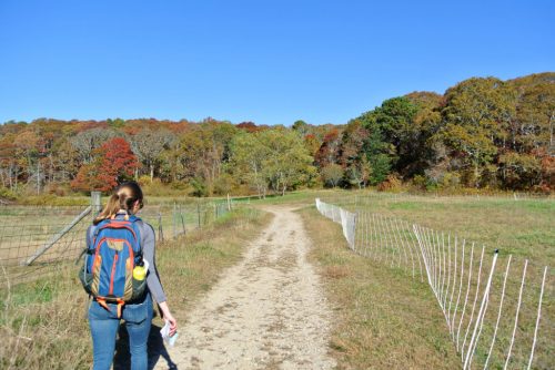 A person walks along a dirt path surrounded by colorful autumn trees and a fence in a rural landscape.
