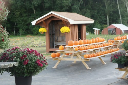 A rustic stand with pumpkins on display, surrounded by colorful flowers and a backdrop of trees.