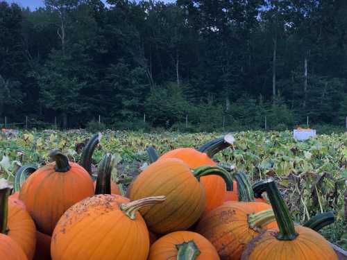 A close-up of orange pumpkins in a field, surrounded by green leaves and trees in the background.