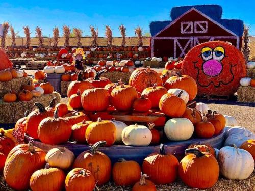 A vibrant pumpkin patch with orange and white pumpkins, hay bales, and a colorful barn in the background.