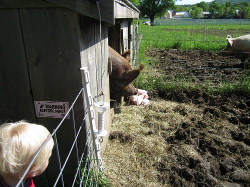 A child watches a pig and its piglet near a barn, with a warning sign for an electric fence nearby.