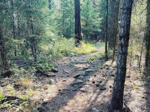 A winding dirt path through a lush forest, surrounded by tall trees and scattered rocks. Sunlight filters through the leaves.