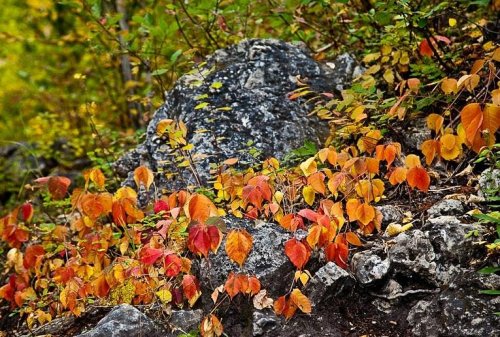 Vibrant autumn leaves in shades of orange and yellow cover a rocky surface amidst greenery.