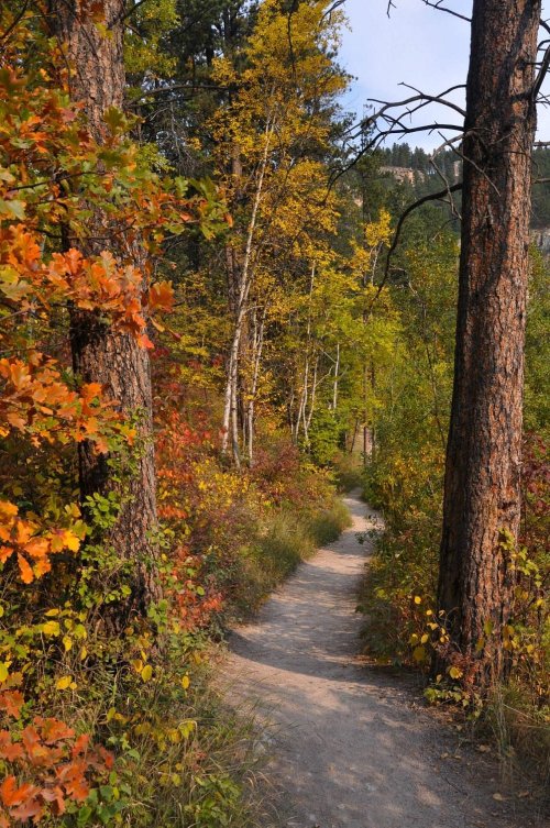 A winding dirt path through a vibrant forest with autumn foliage in shades of orange, yellow, and green.