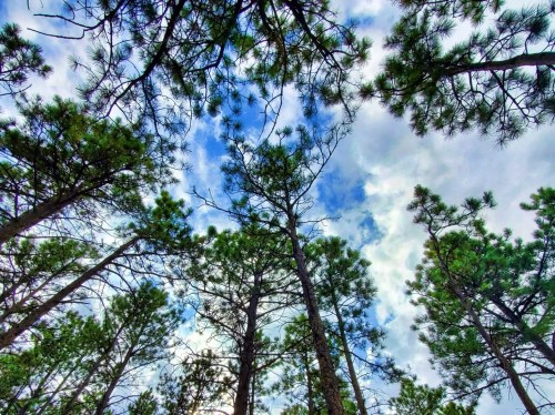 Looking up at tall trees against a cloudy sky, with branches and pine needles framing the view.
