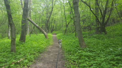 A dog walks along a dirt path in a lush green forest surrounded by trees and vibrant foliage.