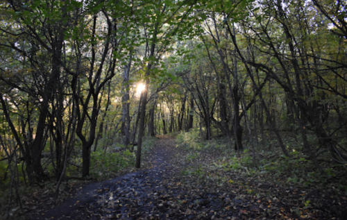 A serene forest path lined with trees, illuminated by soft sunlight filtering through the leaves.