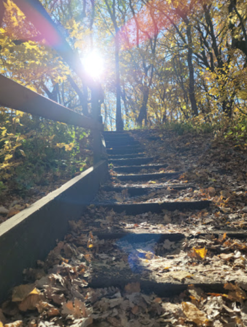A sunlit staircase leads up through a forest of autumn leaves and trees.