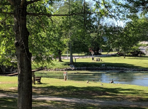 A serene park scene with green trees, a pond, and ducks near the water's edge on a sunny day.
