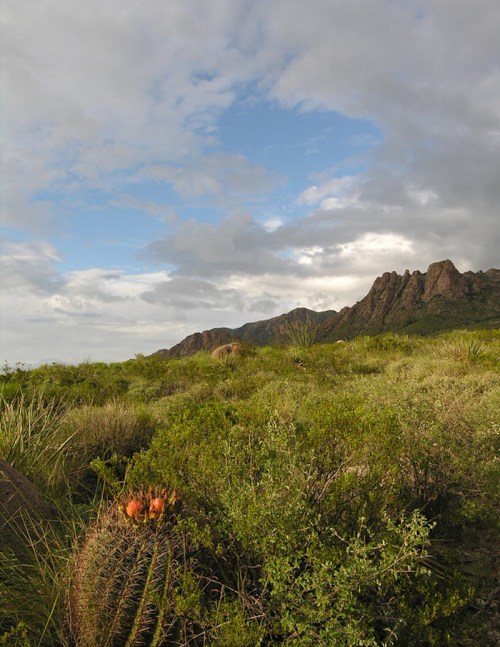A desert landscape featuring green vegetation, a cactus in the foreground, and rocky mountains under a cloudy sky.