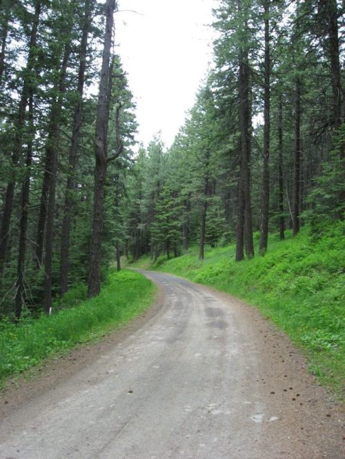 A winding dirt road surrounded by tall green trees in a serene forest setting.
