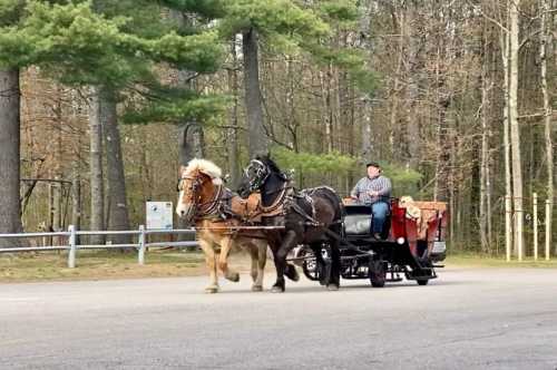 A man drives a horse-drawn cart through a wooded area, with two horses pulling the cart along a road.