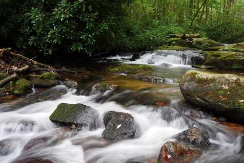 A serene stream flows over moss-covered rocks in a lush, green forest.