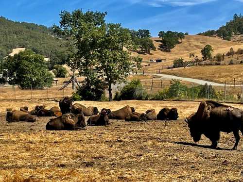 A herd of bison resting in a dry, grassy field with trees and hills in the background under a clear blue sky.