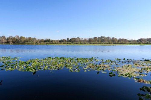 A serene lake with lily pads, surrounded by trees under a clear blue sky.