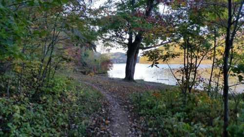 A serene path lined with trees leads to a calm lake, surrounded by autumn foliage.