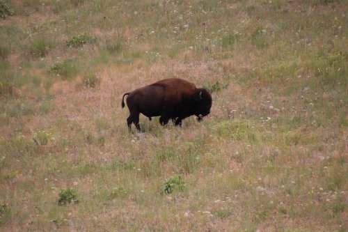 A bison grazing in a grassy field, surrounded by sparse vegetation and wildflowers.