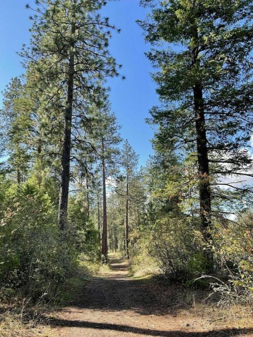A serene forest path lined with tall pine trees under a clear blue sky.