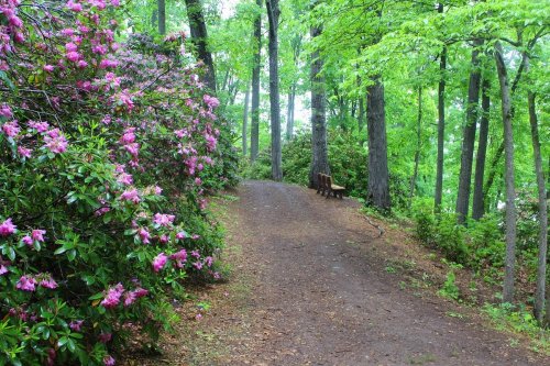 A serene forest path lined with blooming pink flowers and lush green trees, leading to a wooden bench.