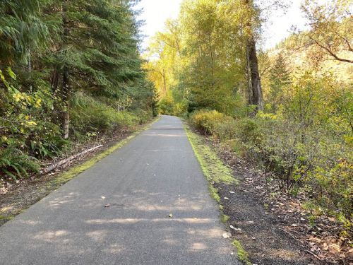 A peaceful, tree-lined path surrounded by vibrant autumn foliage and greenery.