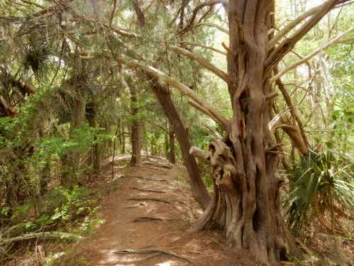 A winding path through a lush forest, flanked by tall trees and dense greenery.