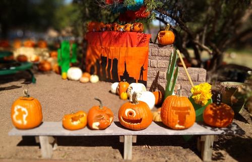 A display of carved pumpkins on a bench, with colorful decorations and more pumpkins in the background.