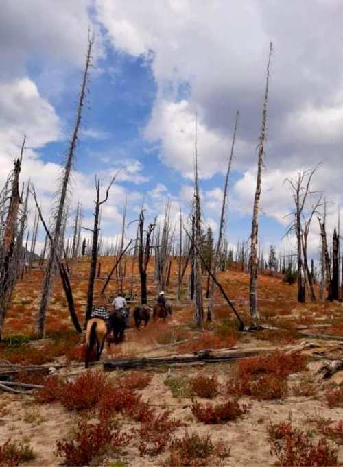 A group of horseback riders travels through a burned forest, with charred trees and colorful underbrush under a cloudy sky.