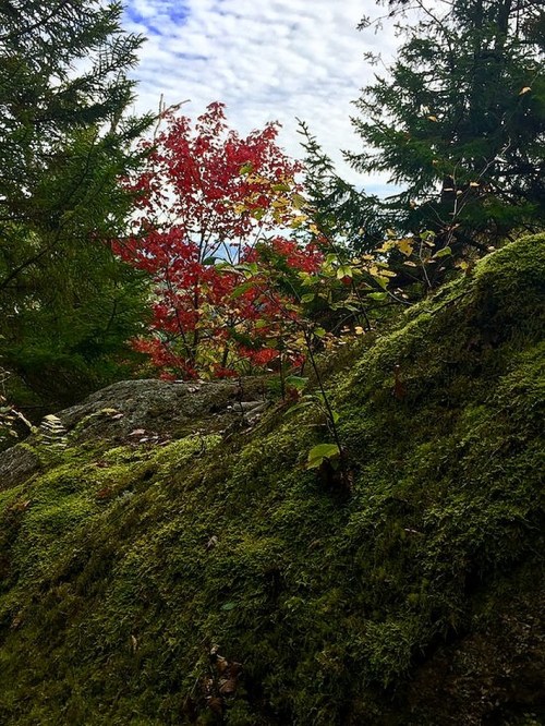 A serene forest scene featuring green moss-covered rocks and vibrant red leaves among trees under a cloudy sky.
