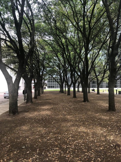A pathway lined with trees, leading to a building with large windows, surrounded by fallen leaves on the ground.