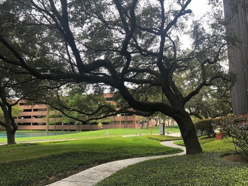 A winding path through lush greenery, with a large tree and a parking structure in the background.
