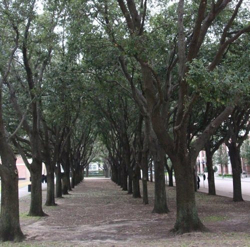 A tree-lined pathway with tall trees on either side, creating a shaded corridor in a park-like setting.