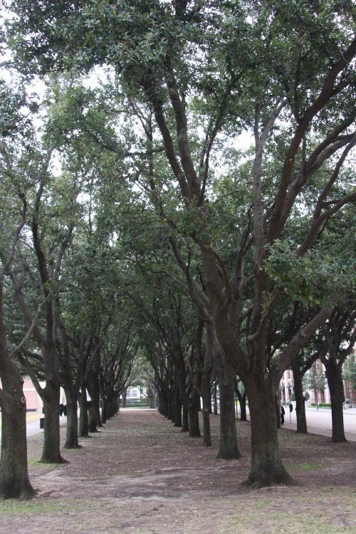 A pathway lined with tall trees, creating a shaded tunnel effect in a park setting.