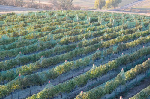 Aerial view of a vineyard with rows of grapevines covered in protective nets, surrounded by rolling hills.