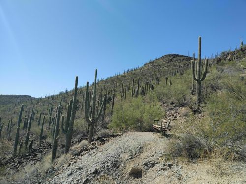 A desert landscape featuring tall cacti on a hillside under a clear blue sky. A wooden bench is visible along the path.