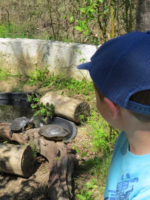 A child in a blue cap watches two turtles resting on logs in a natural setting.