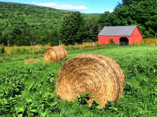 A sunny landscape featuring two hay bales in a green field, with a red barn and trees in the background.