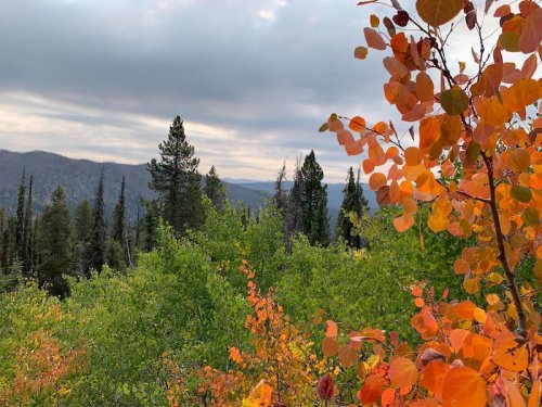 A scenic view of a forest with vibrant autumn leaves and distant mountains under a cloudy sky.