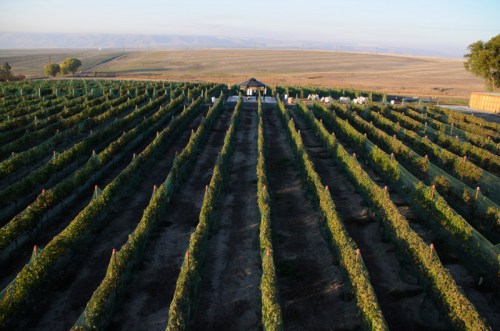 Aerial view of a vineyard with neatly arranged rows of grapevines under a clear sky and distant hills.