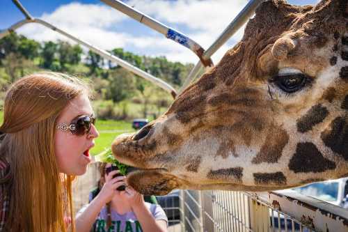 A girl and a giraffe share a moment, with the giraffe reaching for food while a person takes a photo in the background.