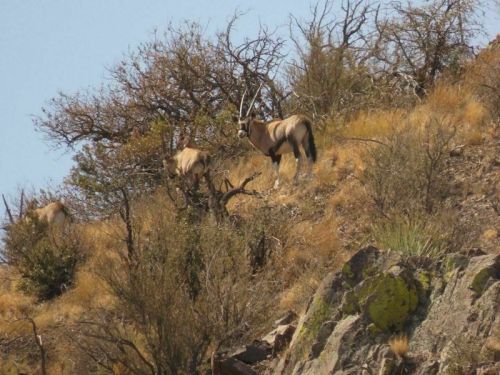 Two oryx stand on a rocky hillside, surrounded by sparse vegetation and dry grass under a clear blue sky.
