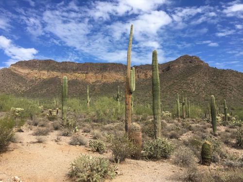 A desert landscape featuring tall cacti, rocky hills, and a blue sky with scattered clouds.