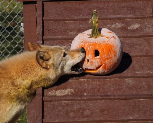 A wolf curiously interacts with a carved pumpkin on a wooden structure.