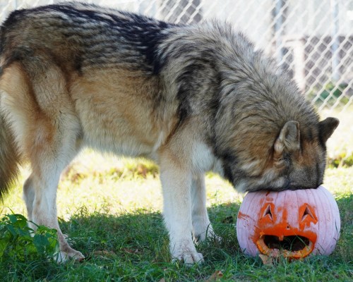 A wolf with its head inside a carved pumpkin, sitting on grass in a fenced area.