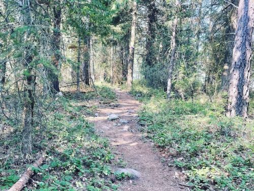 A winding dirt path through a lush green forest, surrounded by tall trees and underbrush.
