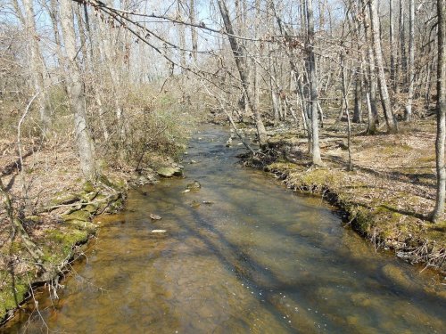 A serene forest scene featuring a gently flowing creek surrounded by bare trees and scattered rocks.