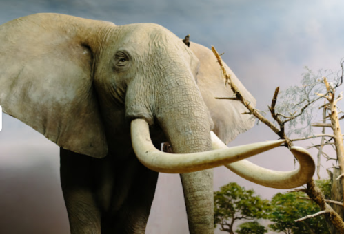 A realistic depiction of an elephant with large tusks, set against a natural background with trees.