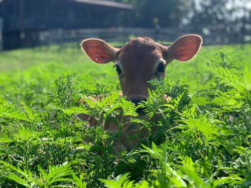 A calf peeks through lush green foliage in a sunny field.