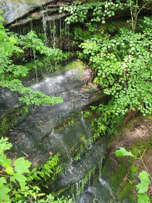 A serene waterfall cascading over rocky steps, surrounded by lush green foliage and ferns.