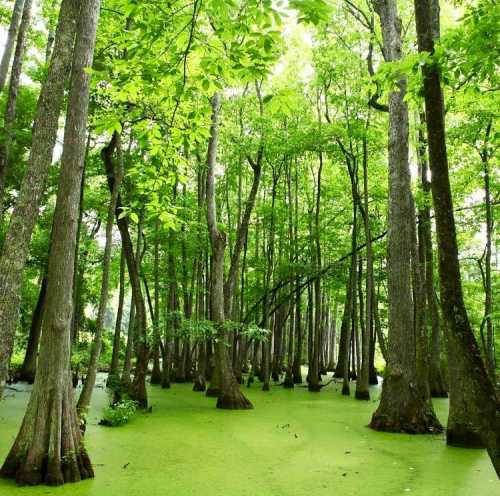 Lush green forest with tall trees reflecting in a swampy area covered in green algae.